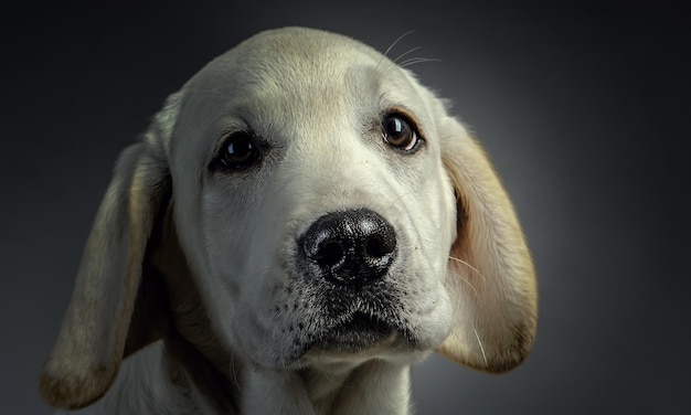 Ritratto di cane carino su sfondo scuro