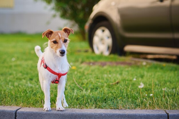 Ritratto di cane carino sul prato estivo con erba verde