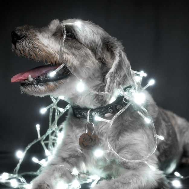 Ritratto di cane con luci di Natale