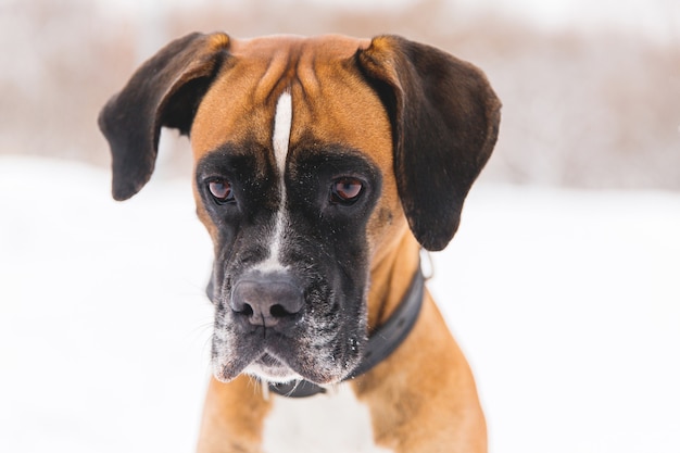 Ritratto di cane con pedigree marrone sulla neve. Pugile.