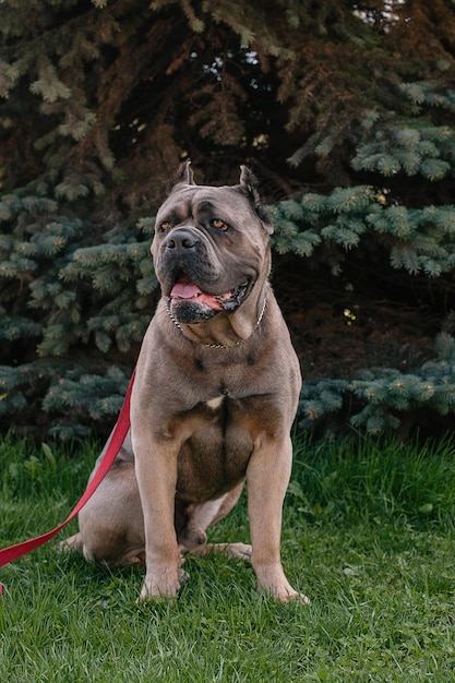 Ritratto di cane corso cane corso siede sull'erba verde all'aperto grandi razze canine cane italiano cane corso