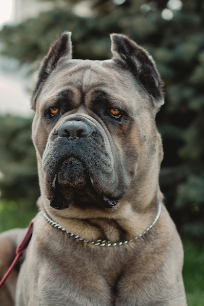 Ritratto di cane corso cane corso siede sull'erba verde all'aperto grandi razze canine cane italiano cane corso