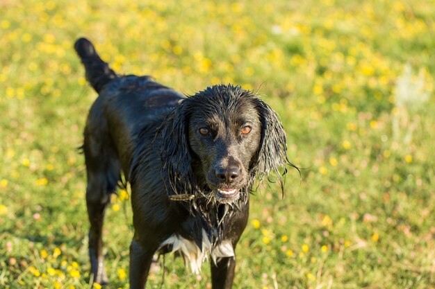 Ritratto di cane da caccia Spaniel