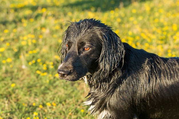 Ritratto di cane da caccia Spaniel