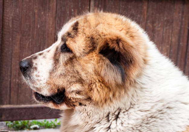 Ritratto di cane da pastore centroasiatico