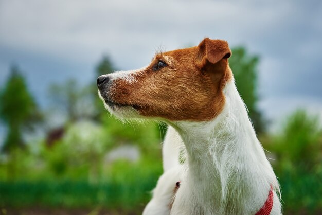 Ritratto di cane da vicino sullo sfondo dell'erba verde