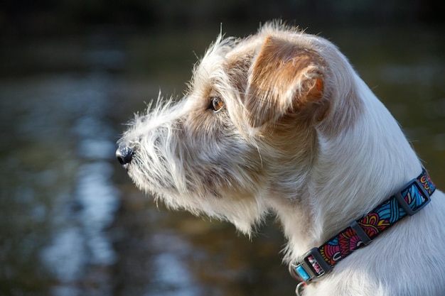 Ritratto di cane di razza Jack Russell Terrier Bellissimo sfondo autunnale giallo sfocato