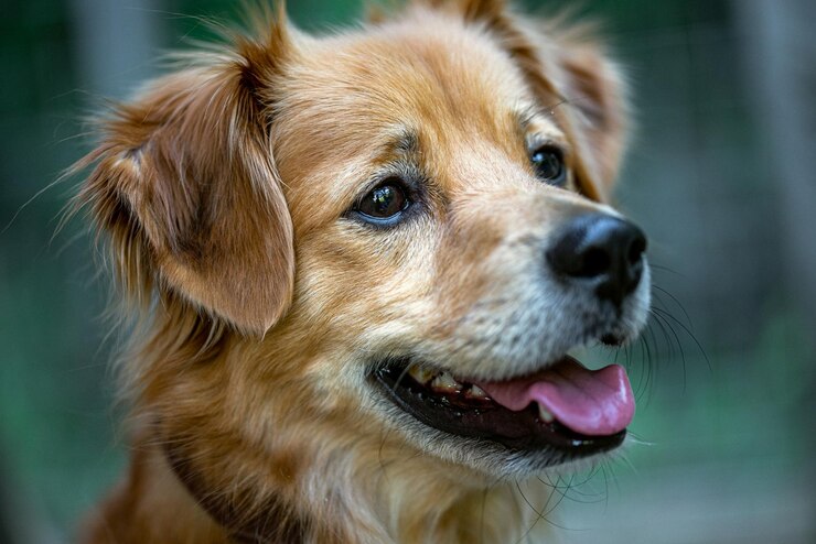 Ritratto di cane di razza mista