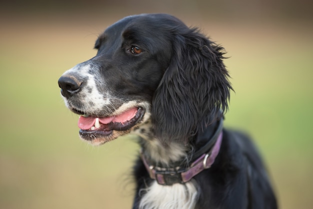 Ritratto di cane di un setter inglese