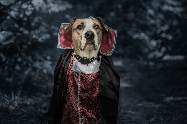 Ritratto di cane divertente vestito per halloween come vampiro dracula nella foresta oscura al chiaro di luna. Cucciolo di staffordshire terrier carino serio in costume del vampiro spaventoso nel bosco, girato in chiave di basso