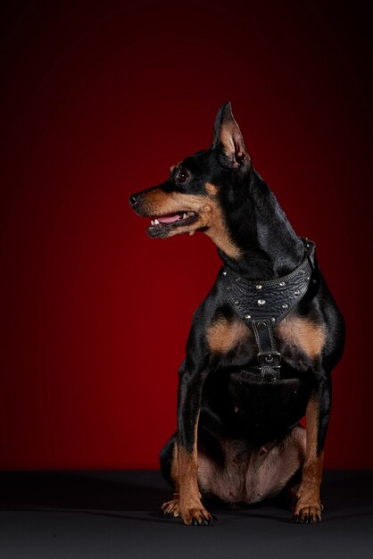 Ritratto di cane doberman con pettorina in studio con sfondo rosso