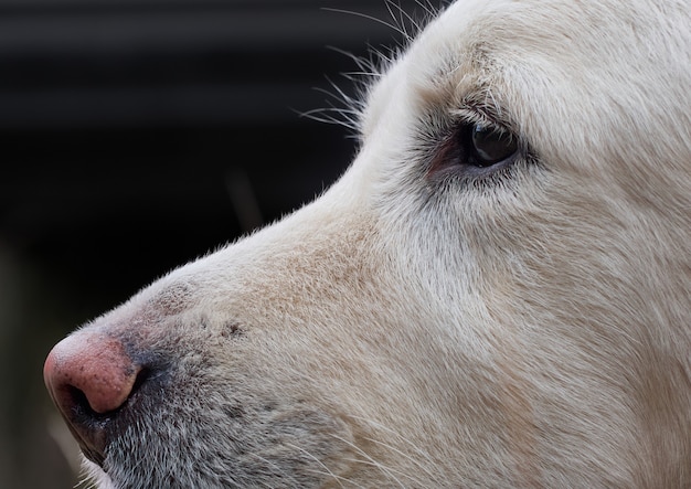 Ritratto di cane golden retriever