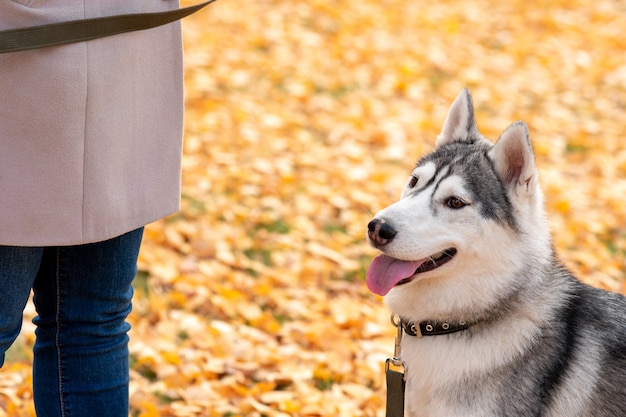 Ritratto di cane husky accanto al suo proprietario su uno sfondo di foglie autunnali luminose