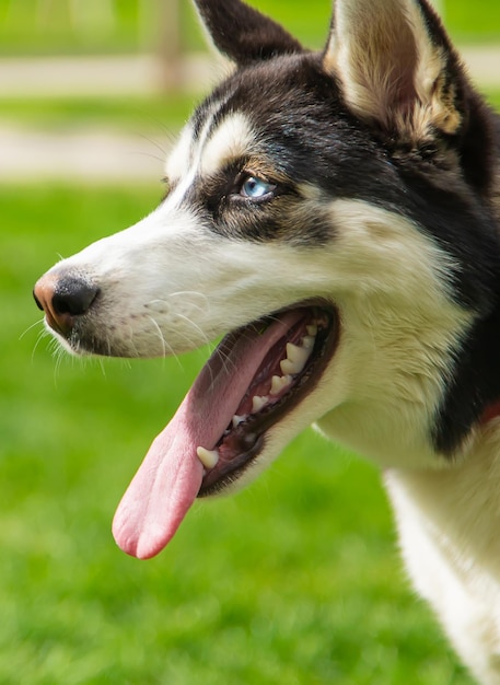 Ritratto di cane Husky bella foto Messa a fuoco selettiva