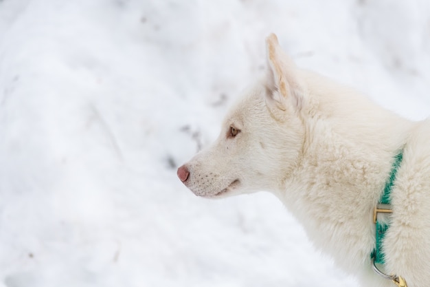 Ritratto di cane husky in inverno