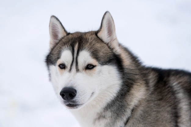 Ritratto di cane husky, inverno nevoso. Animale domestico divertente sulla camminata prima dell'addestramento di cani da slitta.