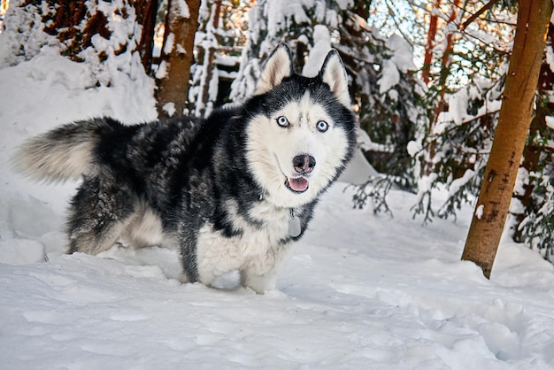 Ritratto di cane husky nella foresta soleggiata invernale innevata Divertimento all'aperto con animale domestico