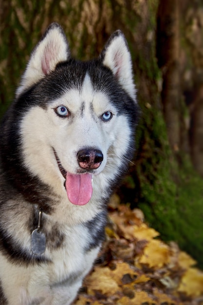 Ritratto di cane husky siberiano, cane sorride con la lingua fuori.