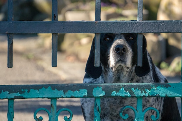 Ritratto di cane in gabbia che ti guarda