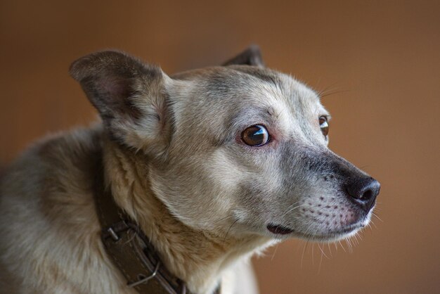 Ritratto di cane in studio Incredibile ritratto di cane su sfondo scuro Fotografia di divertente cane che sbadiglia Ritratto di modello di cane in studio