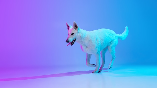 Ritratto di cane isolato su sfondo per studio in luce sfumata al neon.