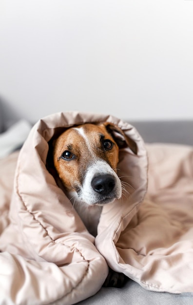 Ritratto di cane jack russell giace sul divano di casa sotto le copertine copyspace