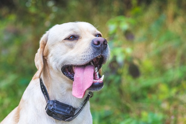 Ritratto di cane labrador con linguetta sporgente_