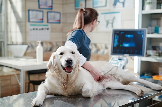 Ritratto di cane malato di razza sdraiato sul tavolo mentre il veterinario guarda il monitor, sta facendo un'ecografia in ufficio