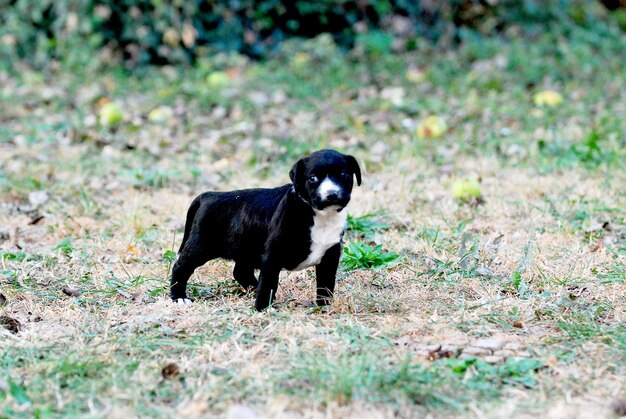 Ritratto di cane nero a terra