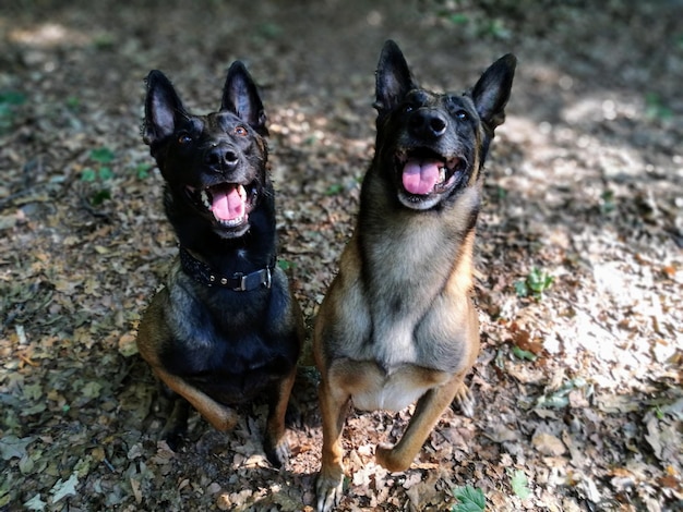 Ritratto di cane nero