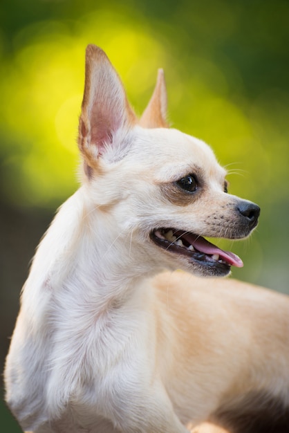 Ritratto di cane orgoglioso.