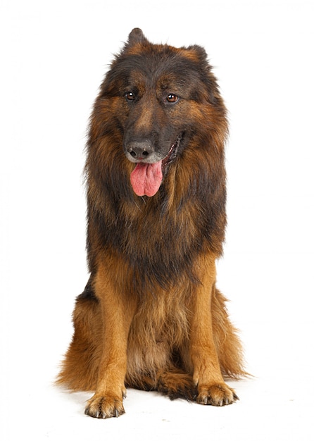 Ritratto di cane pastore tedesco dai capelli lunghi