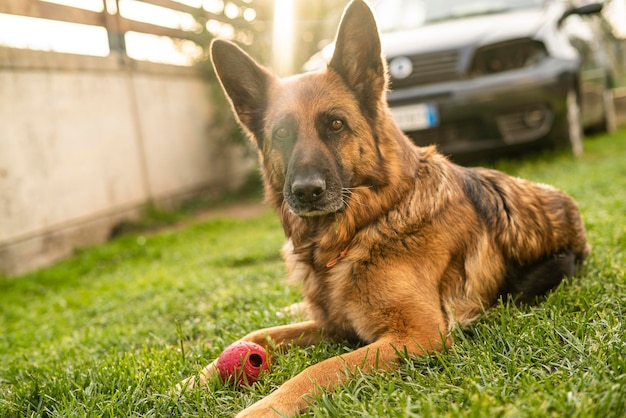 Ritratto di cane pastore tedesco nel prato