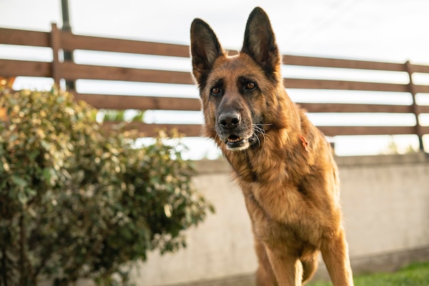 Ritratto di cane pastore tedesco nel prato