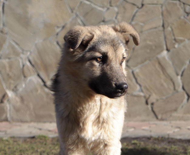 Ritratto di cane pastore tedesco