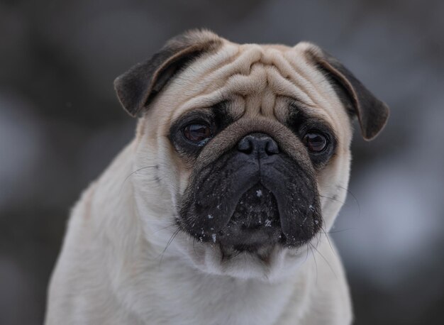 ritratto di cane pug in inverno