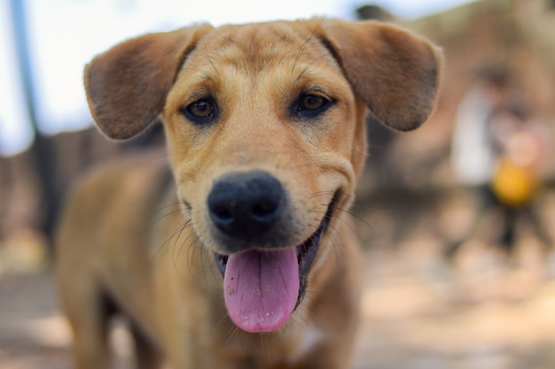 Ritratto di cane randagio