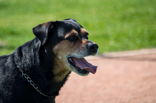 Ritratto di cane rottweiler carino nel parco