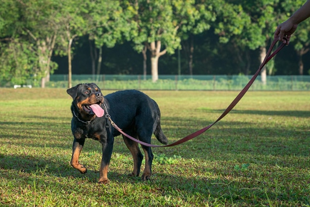 Ritratto di cane Rottweiler in piedi sul campo