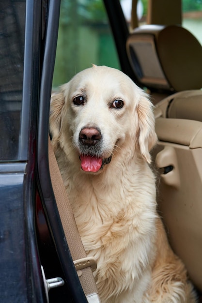 Ritratto di cane salvato con occhi tristi