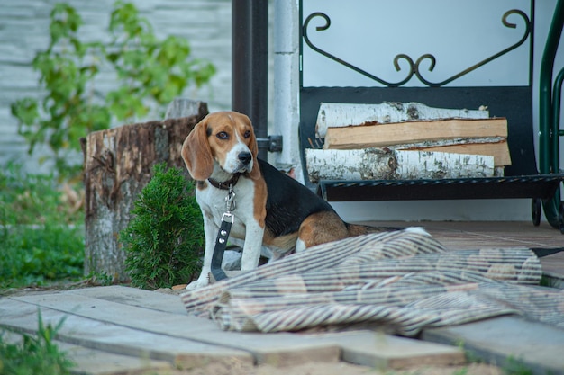 Ritratto di cane sfondo illuminato Beagle con la lingua fuori in erba durante il tramonto nei campi countrysid