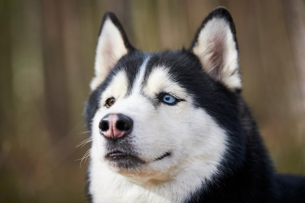 Ritratto di cane Siberian Husky con occhi azzurri e mantello grigio carino razza di cane da slitta