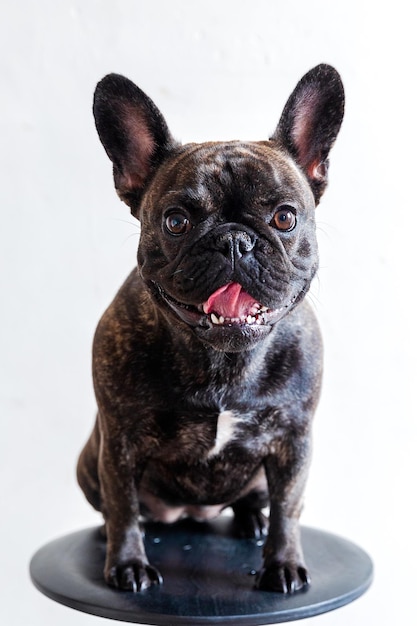 Ritratto di cane su sfondo bianco