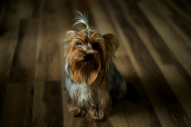 Ritratto di cane sul pavimento di legno duro