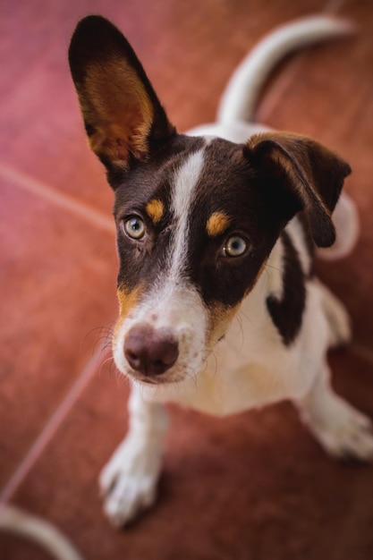 Ritratto di cane sul pavimento