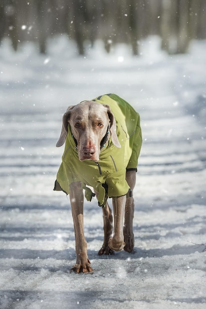 Ritratto di cane sullo sfondo bianco invernale