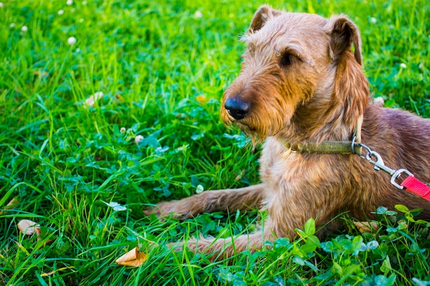 Ritratto di cane terrier irlandese in estate