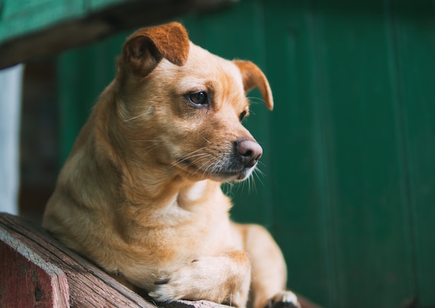 Ritratto di cane triste