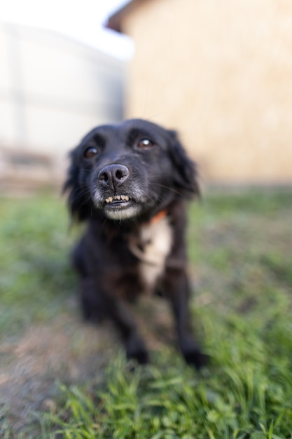 Ritratto di cane vicino alla casa, un piccolo bastardo nero su una catena.