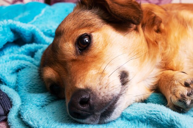 Ritratto di cane zenzero che riposa sul foglio blu